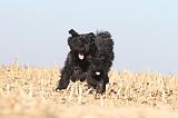 BOUVIER DES FLANDRES 173